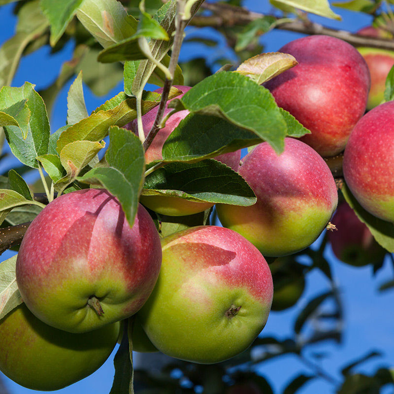 0002842_mcintosh-apple