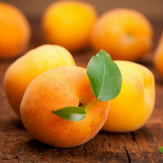 Apricot