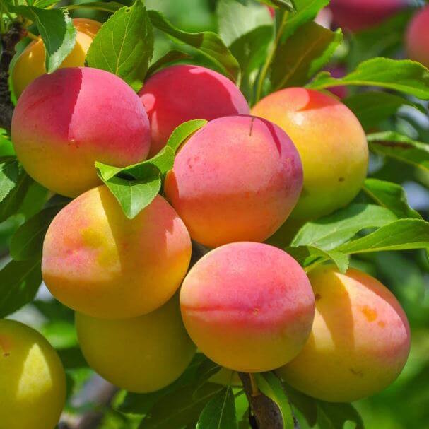 Apricot_Tree_-_Bebeco