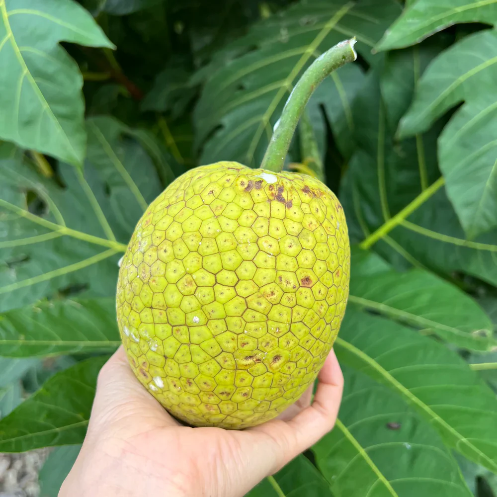 Breadfruit-veliyathGardens_17e8ab91-de0c-4495-807b-26c2890d36f7