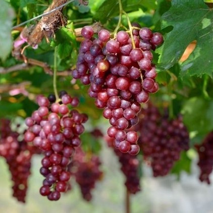 Grapes-Table-Crimson-Seedless