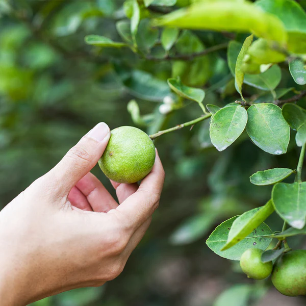 Key_Lime_Tree_7_600x600