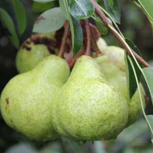 Pyrus_communis_packhams_triump-small