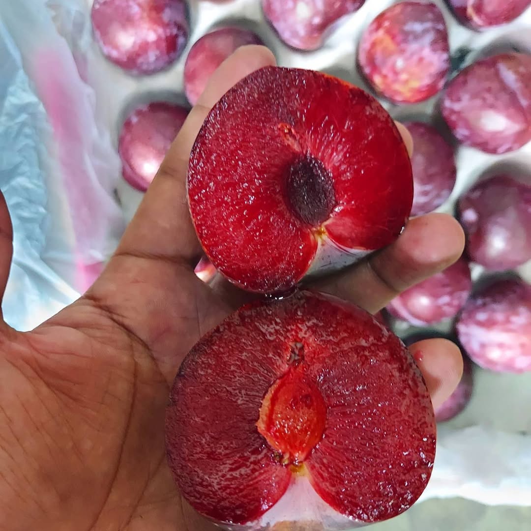 South African Plums Are Available In Stock. Variety – Red Phoenix Size – AAA #purpleplum #southafricanplums #plumsfromSouthafrica #stonefruits