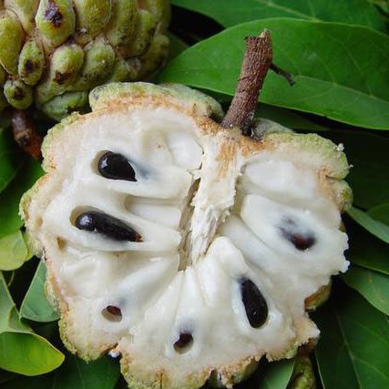annona-squamosafb