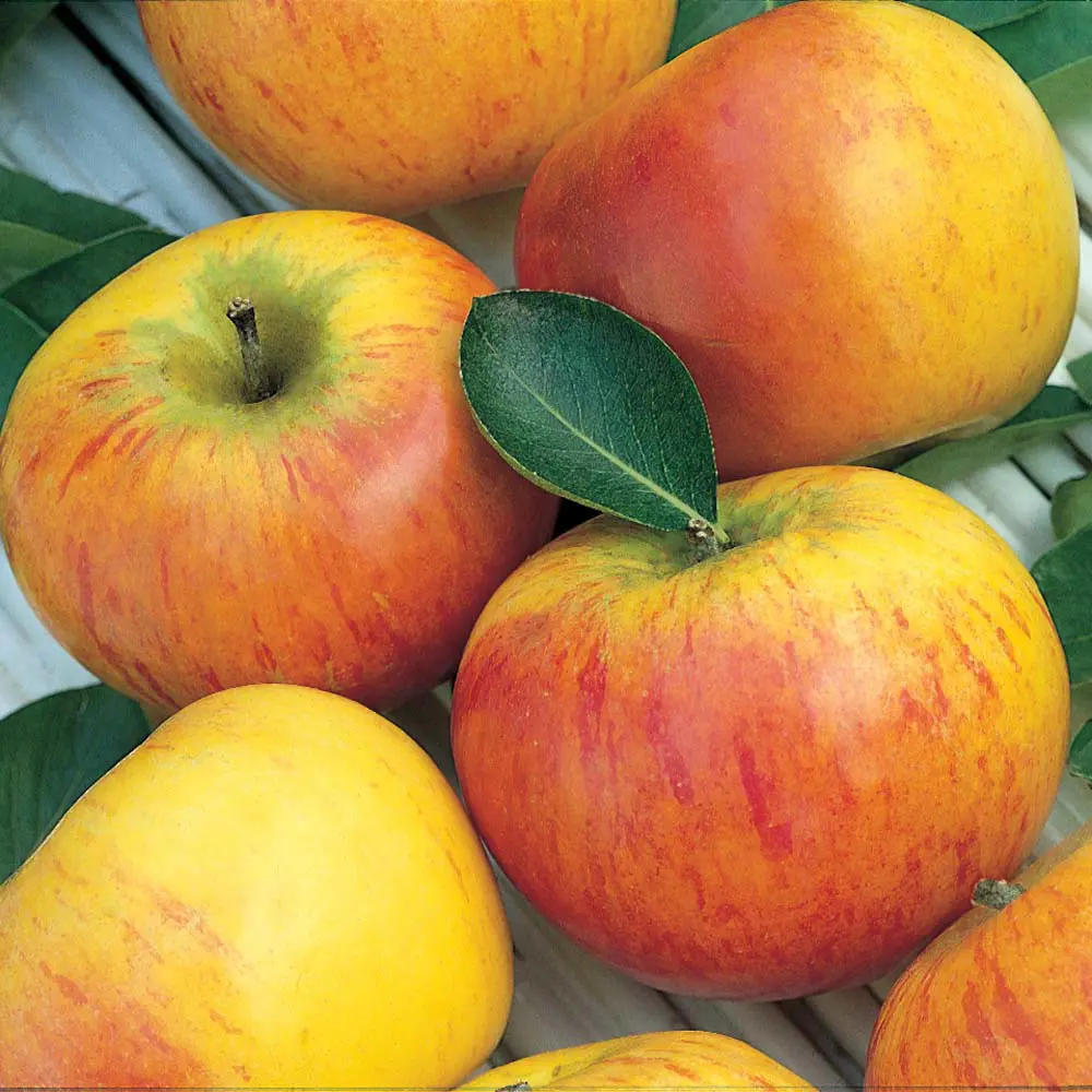 apple_coxs_orange_pippin1