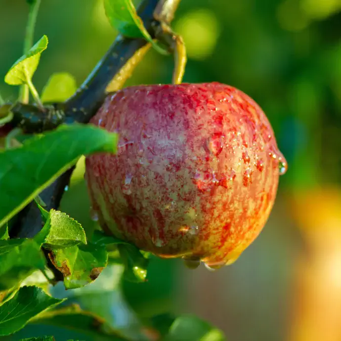 braeburn1_0bd1f46e-4104-4ed1-a80c-3d94ef571b83_345x@2x