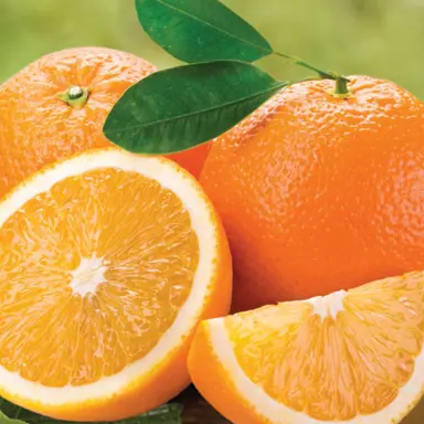 citrus_orange_parent_navel