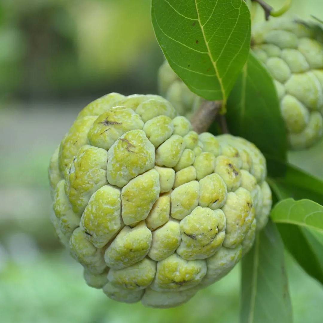 custard-apple-seeds