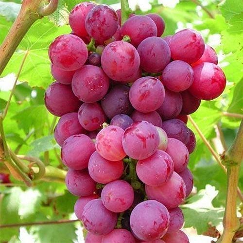 fresh-red-grapes