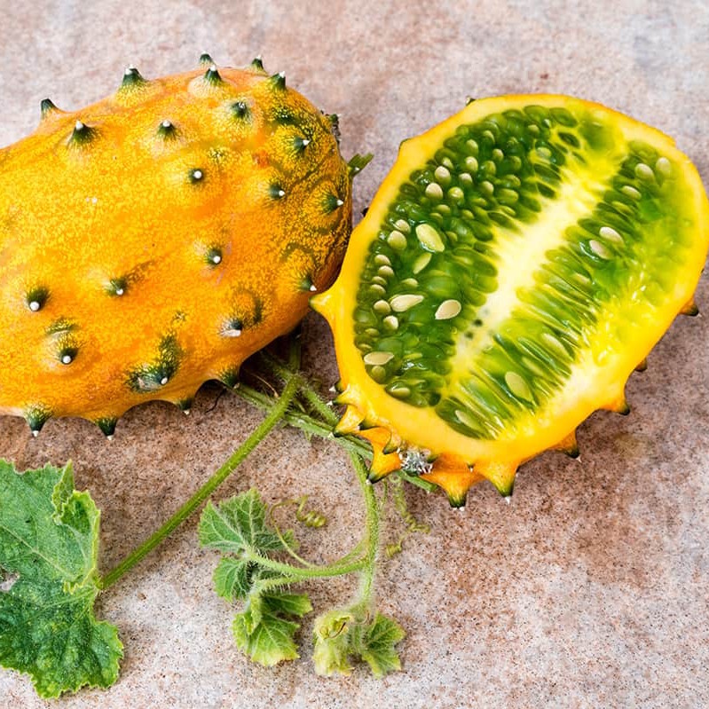 growing-horned-melons