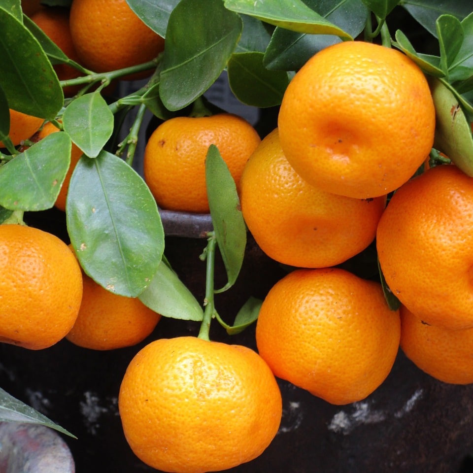 mandarin-1756766_1280
