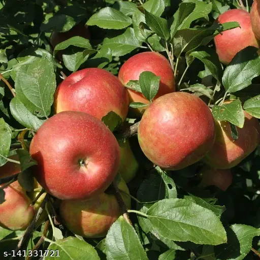 msvxs_512