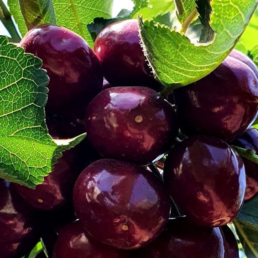santina-cherry-kerasia-fruit-01-tsesmelis-fytorio-758×520-1
