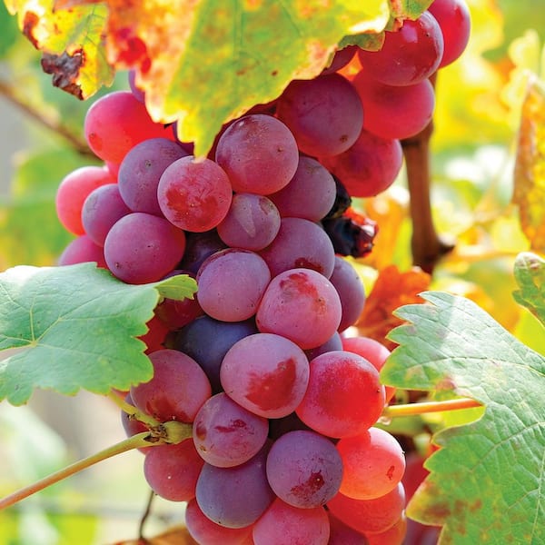 tg_residue_free_grapes_-_flame_seedless